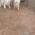 خرفان حريات