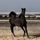 مهرة اوراق