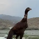 سندي بيور تب التب