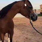 فرس معها مهر ولقاح