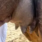 خلفه حمراء دم رقم واحد في الحليب