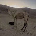 ناقه مهجنه بنت سياف الامير