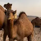 حشو للبيع