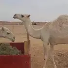 للبيع ابل طيبه وسليمه من العذاريب