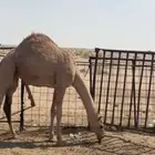الدوادمي