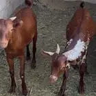 تيسين محايليه مقفله