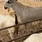 تيس فحل بيشي صنف