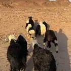 طليان ورخال طيبه