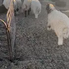 هرافي للبيع