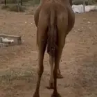 ناقه ساحليه جنب تم البيع خارج الموقع