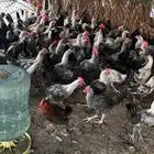 ديكه للبيع