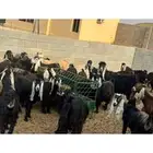 معزاء للبيع مضاربع