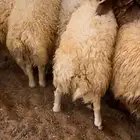خرفان نعيم جذعان