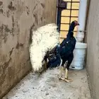 جوز سندي