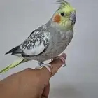 كروان للبيع