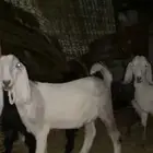 جفار