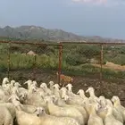 ذبايح حري فيها رخال تأسيس مراح