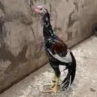 فرخ سندي صافي