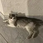 قط للتبني