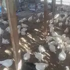 دجاج لاحم للبيع