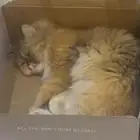قطط للتبني