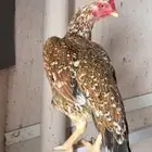 دجاجه سنديه