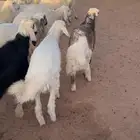 بهم حري