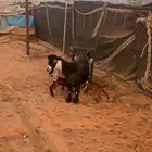متابيع معزا