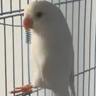 ذكر روز منتج