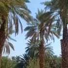 مزرعة للإيجار