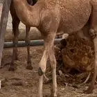 تم البيع قعود مشروع فحل عليان