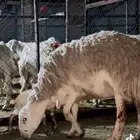 مباعه- خلفه معاها طلي ( ماشاء الله تبارك الله)