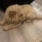 كلاب شاو