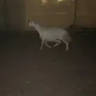 شاه حايل ( وخرفان طيبه )