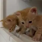 قطه للتبني