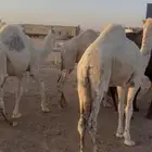 للبيع حشوا فاخر شحم مغلق العمار فوق 9شهور العدد 7