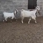 عنز ثنيه معها جفره ومضرع