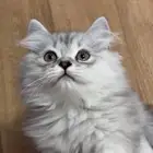 اخر قطو