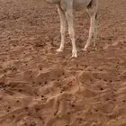 للبيع حوار اوضح فحل باذن الله مايخيب