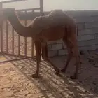 حاشي لباني