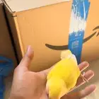 الهواه لغر فرخ روز لعمر قريب 25 يوم توتي ساحبه من اهله