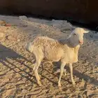 خروف بربري ابرص
