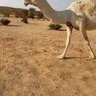 وضحا والبيع سمح