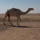 ابل مراح 3 عشاير وبكره لقيه وقعود رماني ورحول