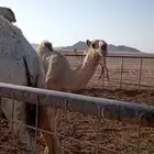 للبيع بكرة باتليه شقحا طيبة
