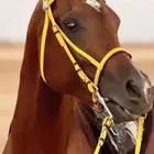 حصان عربي بأوراق