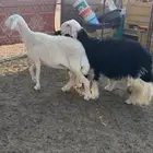 للبيع نجديه وحريه ورخل