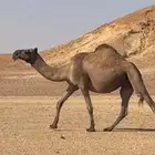 القحه صفرا