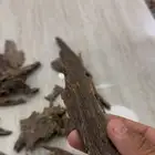 عود بونتيانك غااباات