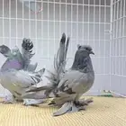 امريكي حامل بارلس